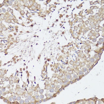 OPRK1 Antibody