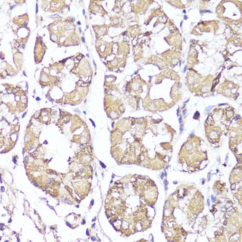 OPRK1 Antibody