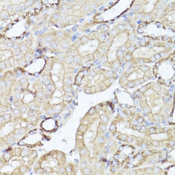 OPRK1 Antibody