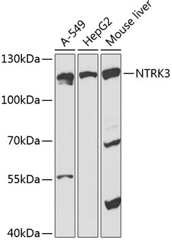 NTRK3 Antibody
