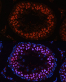 MSH4 Antibody