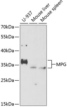 MPG Antibody