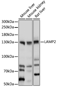 LAMP2 Antibody