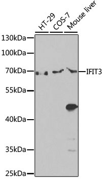 IFIT3 Antibody