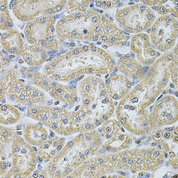 IFI16 Antibody