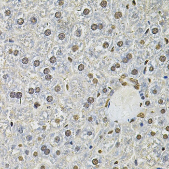 IFI16 Antibody