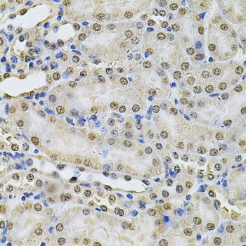 IFI16 Antibody