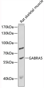 GABRA5 Antibody