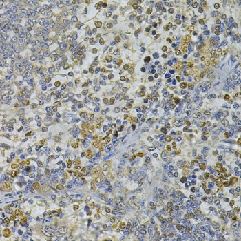CEBPE Antibody