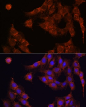 CDA Antibody