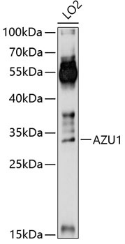 AZU1 Antibody