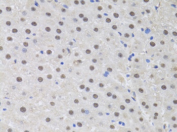 HUS1 Antibody