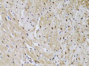 HUS1 Antibody