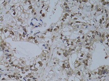 HUS1 Antibody