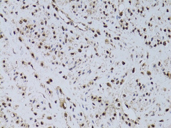 HUS1 Antibody