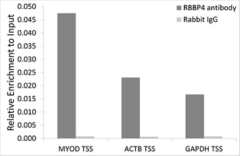 RBBP4 Antibody