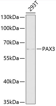 PAX3 Antibody