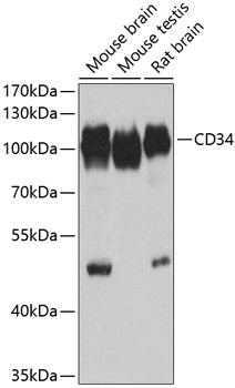 CD34 Antibody