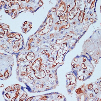 CD34 Antibody