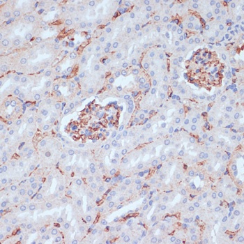 CD34 Antibody