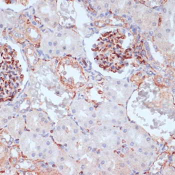 CD34 Antibody