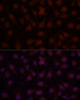 CD34 Antibody