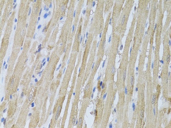 P2RY2 Antibody