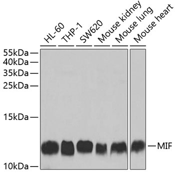 MIF Antibody