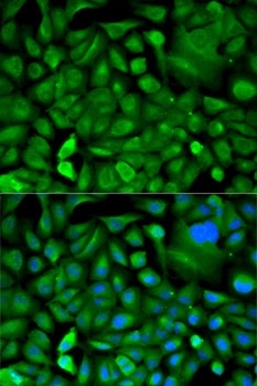 MIF Antibody