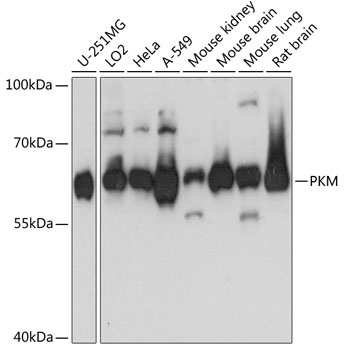 PKM Antibody