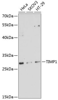 TIMP1 Antibody