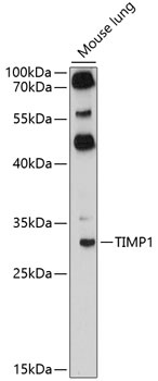 TIMP1 Antibody