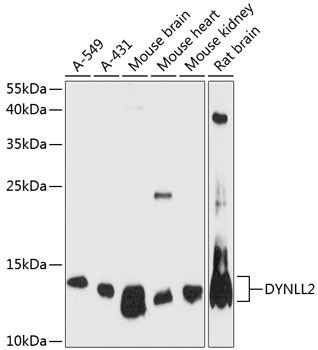 DYNLL2 Antibody