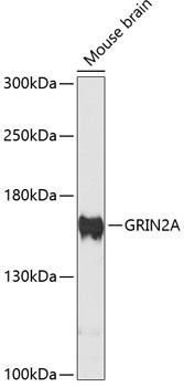 GRIN2A Antibody