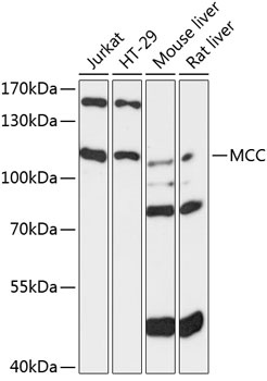 MCC Antibody