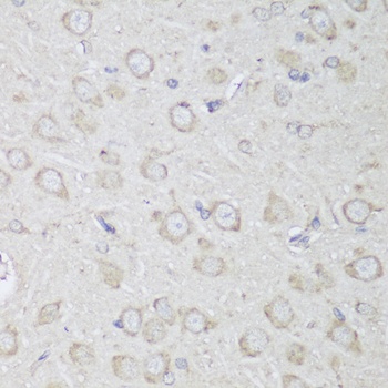 GANAB Antibody