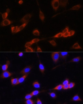 GANAB Antibody