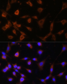 GANAB Antibody