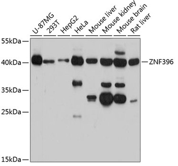 ZNF396 Antibody