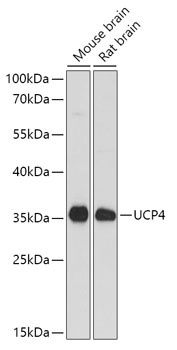 SLC25A27 Antibody