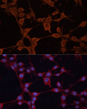 SLC25A27 Antibody