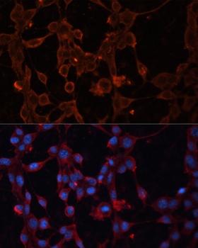 SLC25A27 Antibody