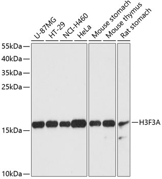 Histone H3.3 Antibody