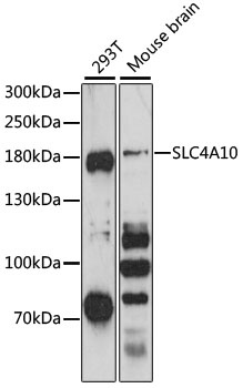 SLC4A10 Antibody
