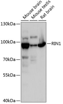 RIN1 Antibody