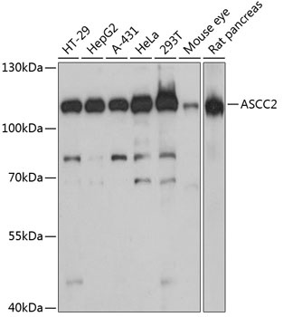 ASCC2 Antibody