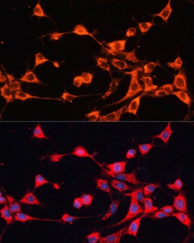 ABCB10 Antibody