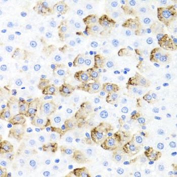 F3 Antibody