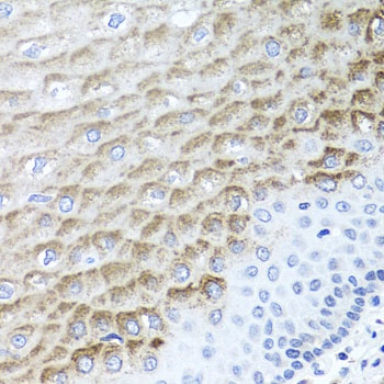 F3 Antibody