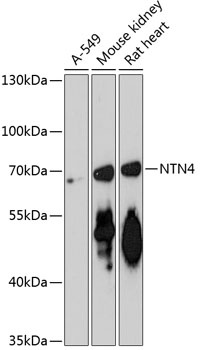 NTN4 Antibody